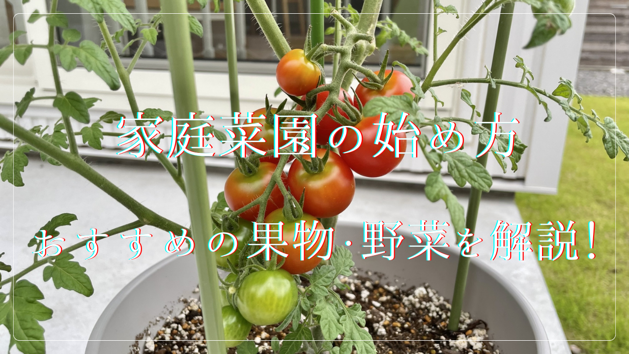 家庭菜園の始め方、初心者向けの果物・野菜、道具も徹底解説!